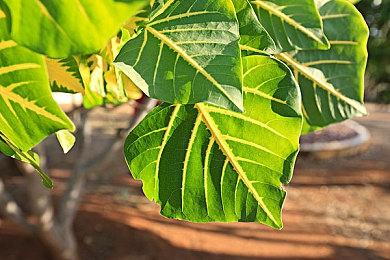 红钩工作室披露《暗黑地牢2》新角色逃亡者 新增燃烧机制