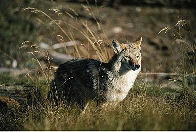 《绝地潜兵2》未来将推出跨平台存档和进度共享功能